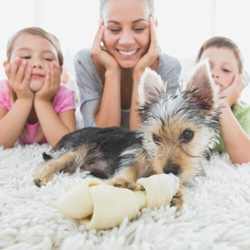 Dog with family | Pilot Floor Covering